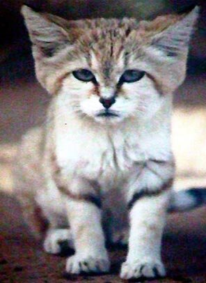 Sand Cat