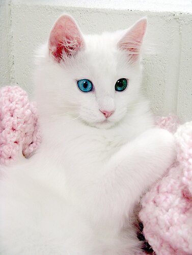 Angora Kitty