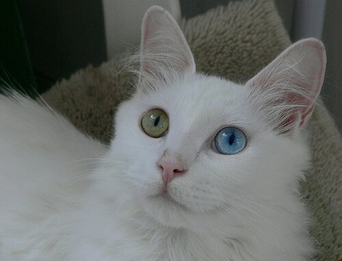 Turkish Angora