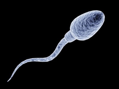 http://akorra.com/wp-content/uploads/2010/10/sperm.jpg