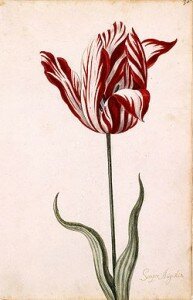 Viceroy Tulip