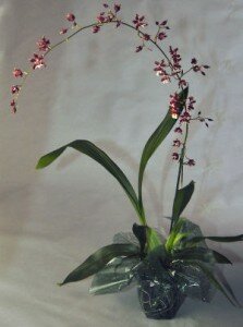 Sherry Baby Orchid